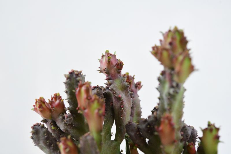 Euphorbia lactea crest rubra monstrose