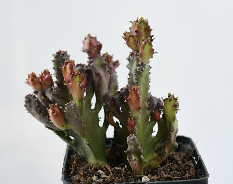 Euphorbia lactea crest rubra monstrose