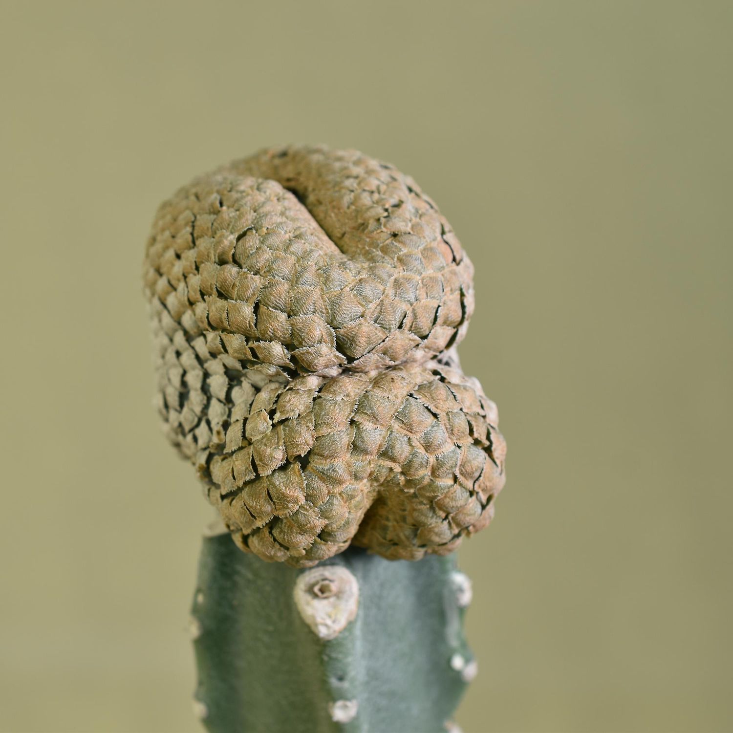 Euphorbia piscidermis crest