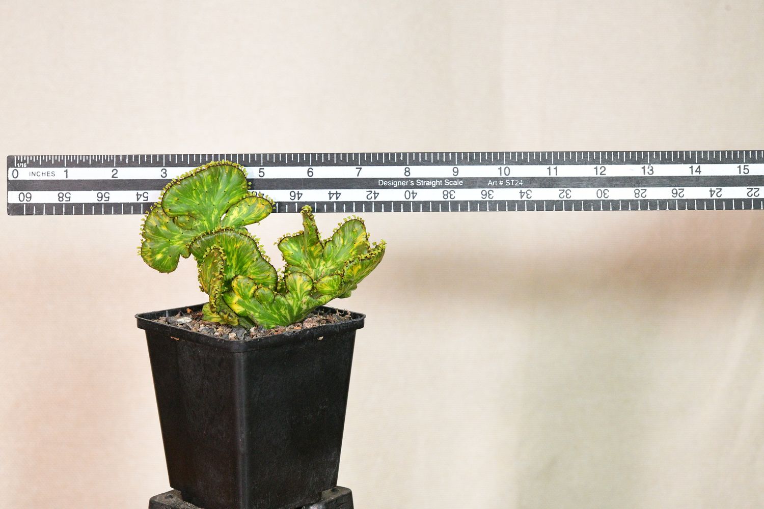 Euphorbia leucodendron CREST variegated with ruler for size reference