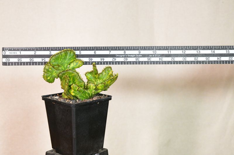 Euphorbia leucodendron CREST variegated Euphorbia leucodendron CREST variegated with ruler for size reference