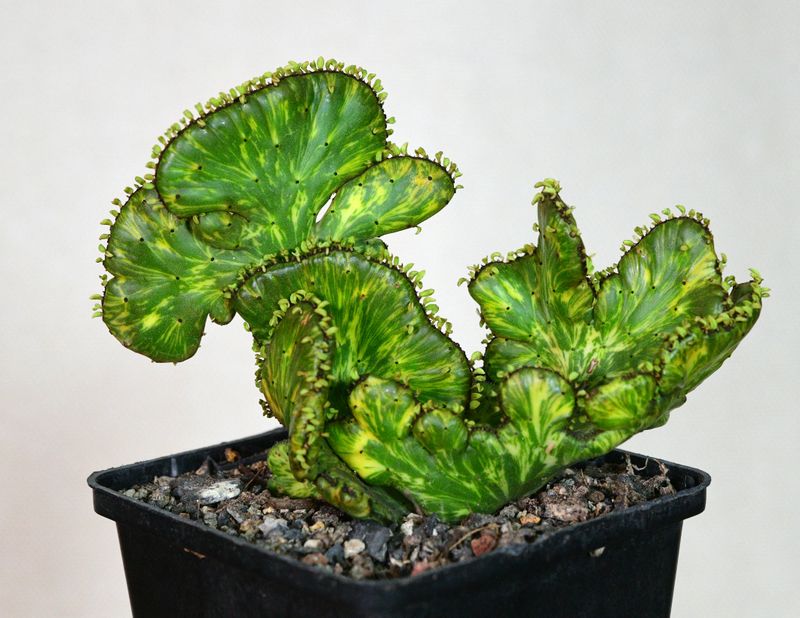 Euphorbia leucodendron CREST variegated full plant view