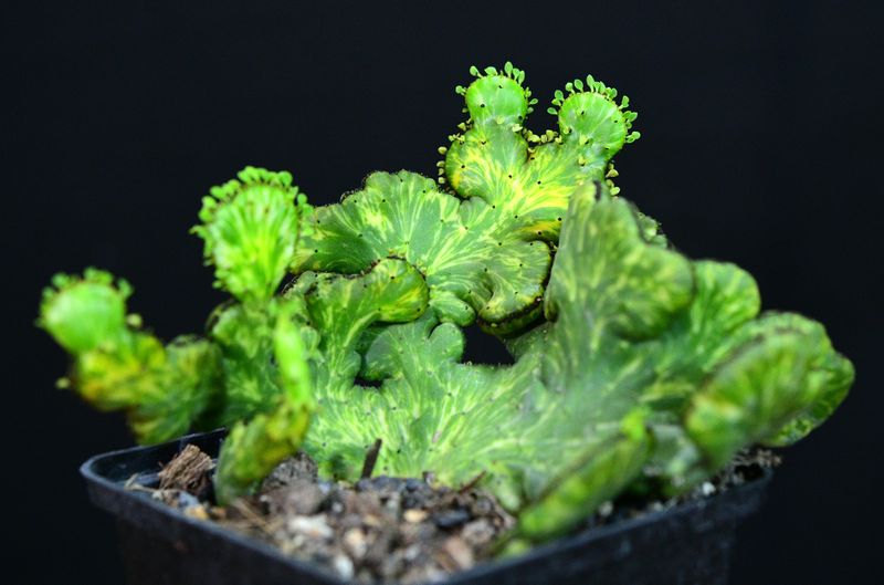 Euphorbia leucodendron CREST variegated side angle