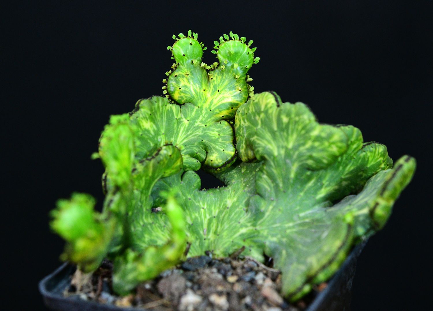 Euphorbia leucodendron CREST variegated Euphorbia leucodendron CREST variegated close-up view