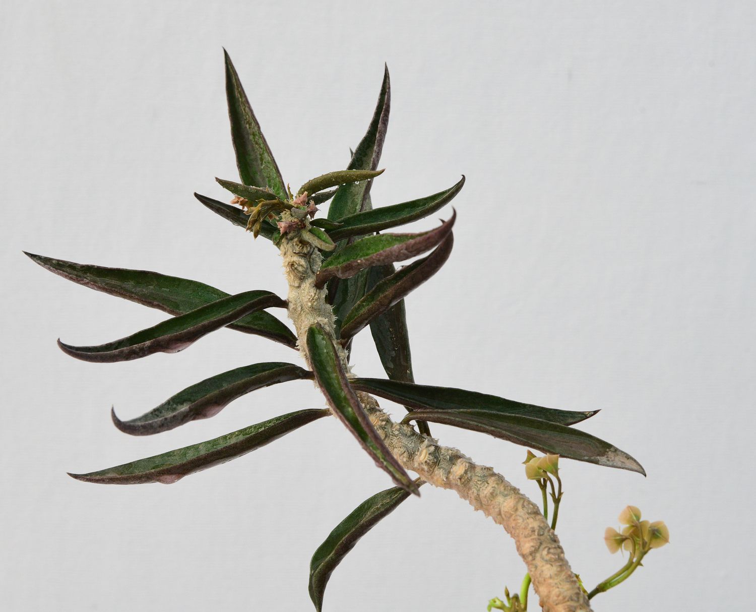 Euphorbia cylindrifolia Euphorbia cylindrifolia
