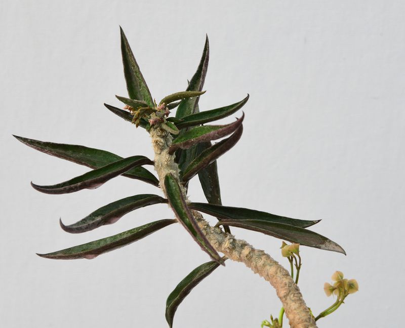 Euphorbia cylindrifolia Euphorbia cylindrifolia