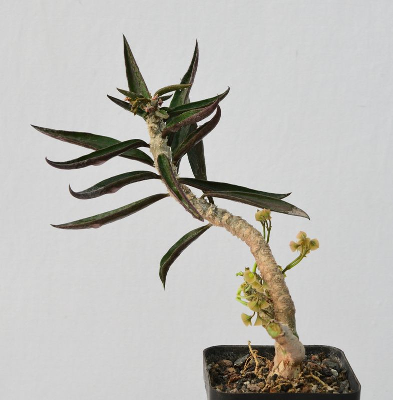 Euphorbia cylindrifolia