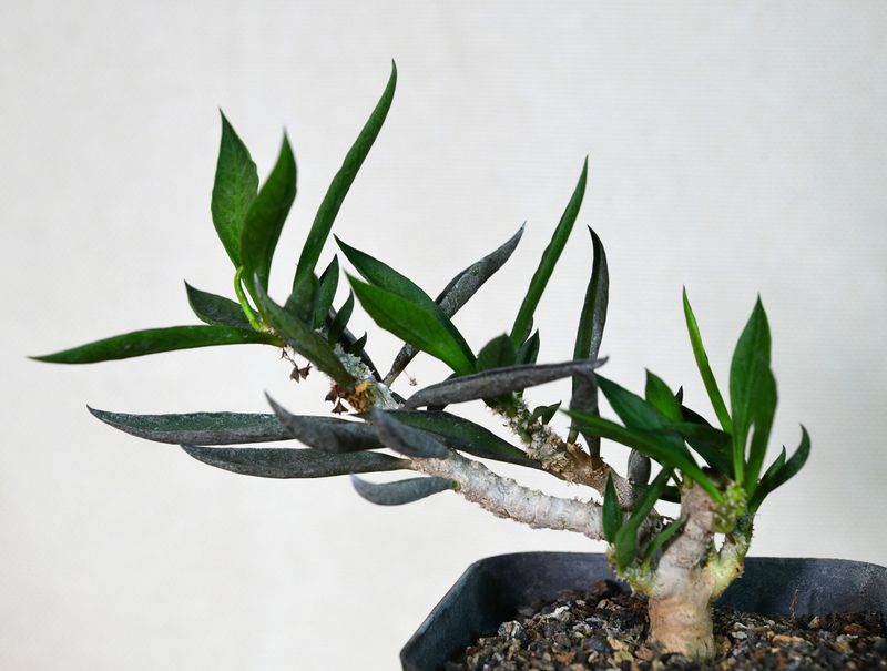 Euphorbia cylindrifolia Euphorbia cylindrifolia side view showing branching structure