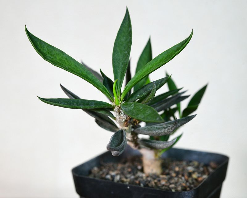Euphorbia cylindrifolia top-down view