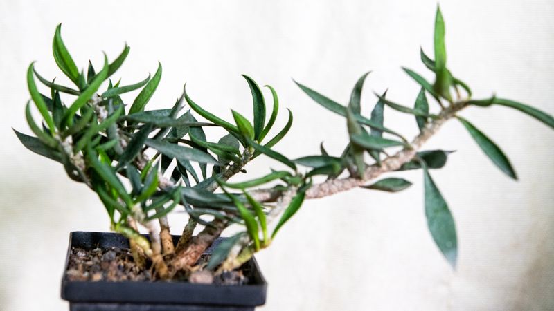 Euphorbia cylindrifolia Euphorbia cylindrifolia in shallow nursery tray
