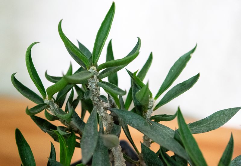Euphorbia cylindrifolia close-up of foliage and stems