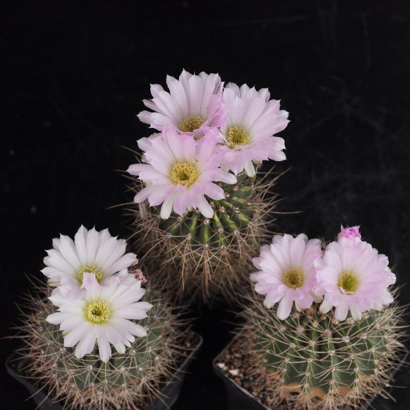 Acanthocalycium Violaceum Flower