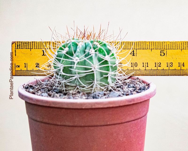 Acanthocalycium Violaceum (P204 Cordoba)