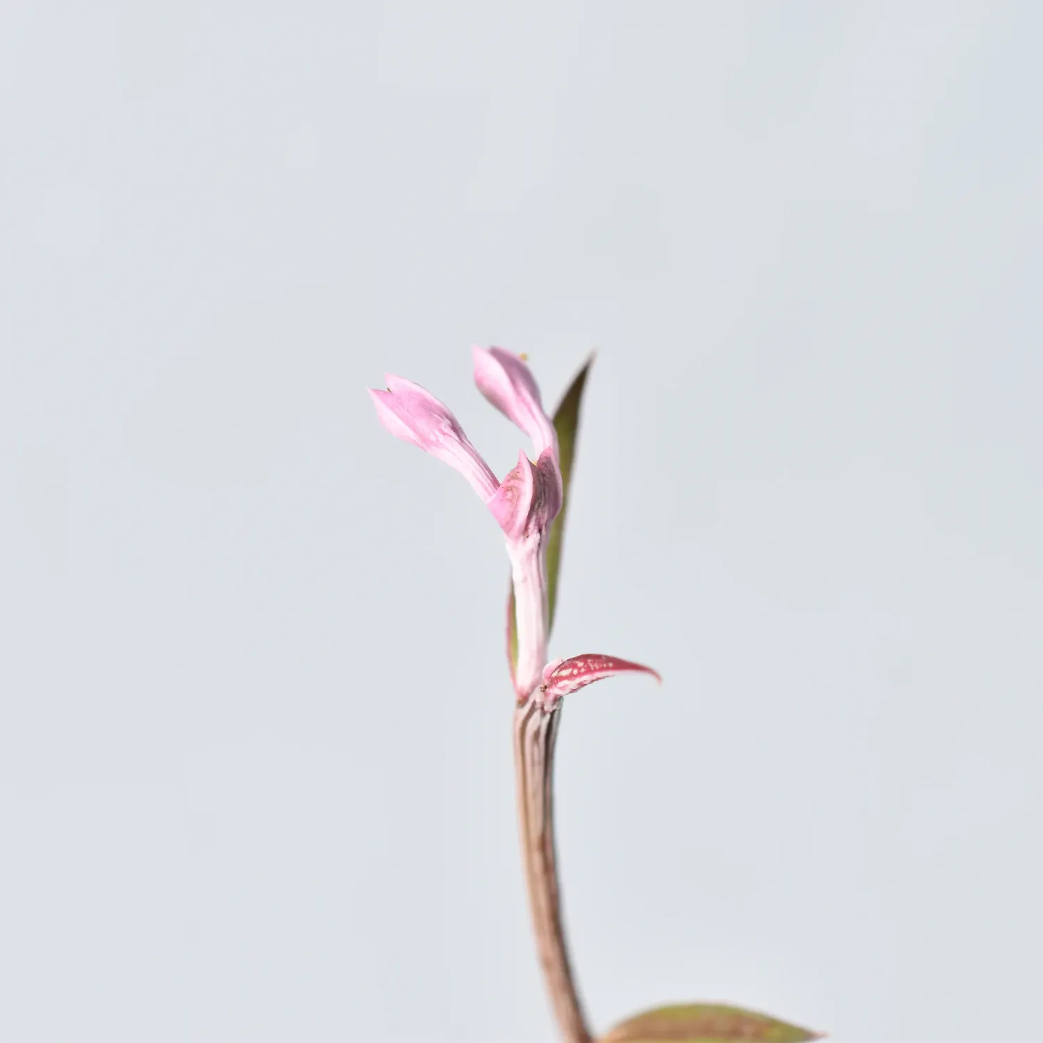 Monadenium rubellum Monadenium rubellum single stem with pink blooms close-up