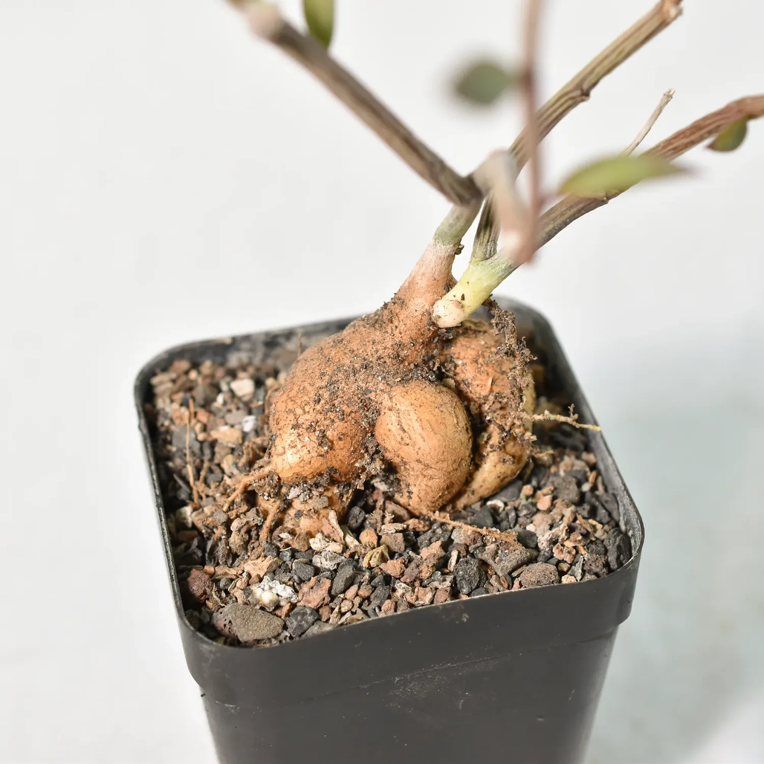 Monadenium rubellum