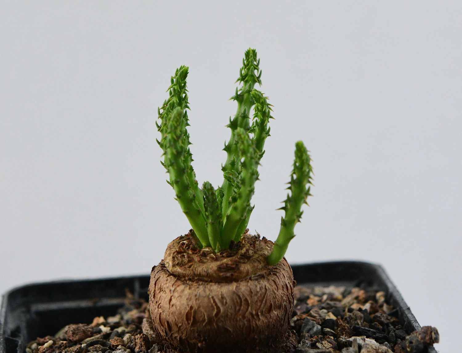 Euphorbia fanshawei