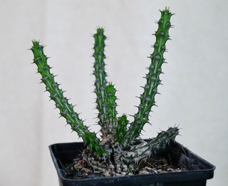 Euphorbia corniculata Euphorbia corniculata front view