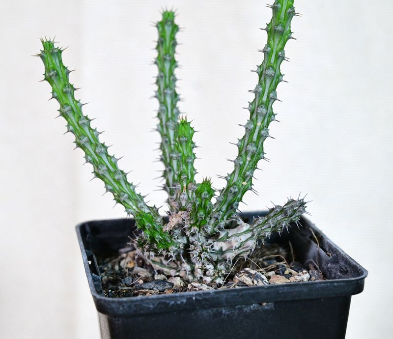Euphorbia corniculata front view, different angle