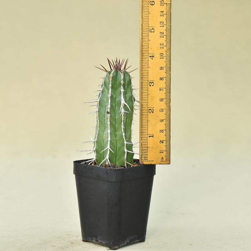 Euphorbia hadiensis