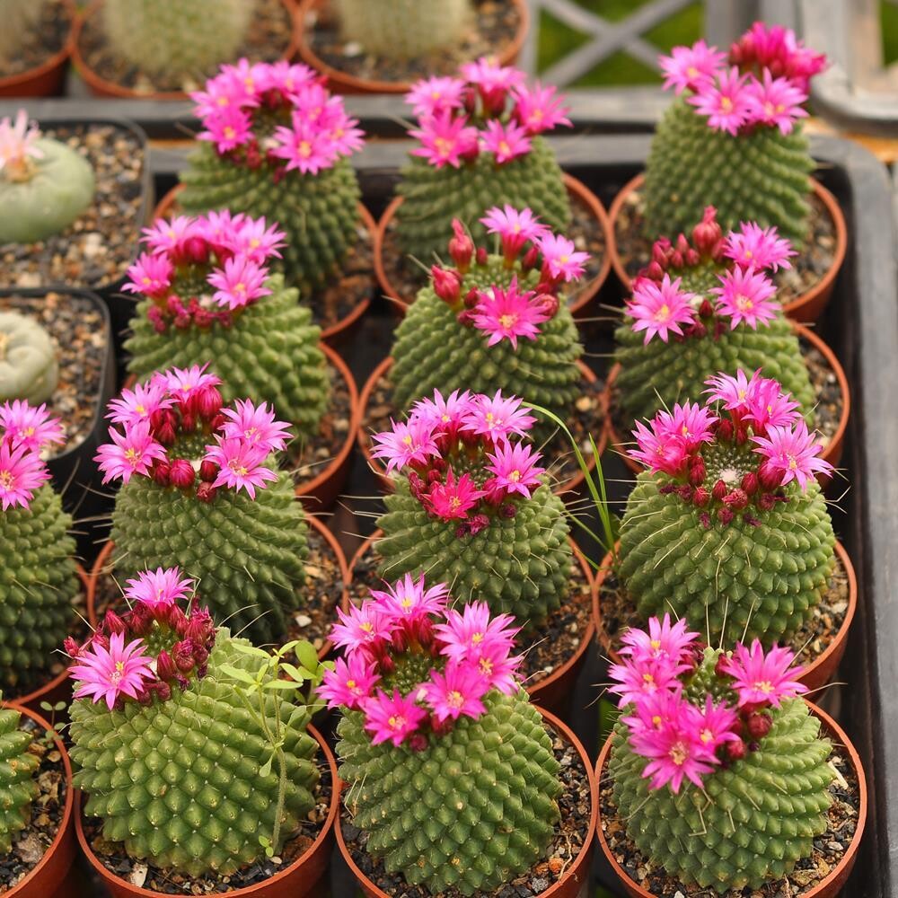 Mammillaria spinosissima cv. 'Un Pico'