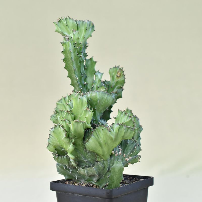 Euphorbia lactea crest