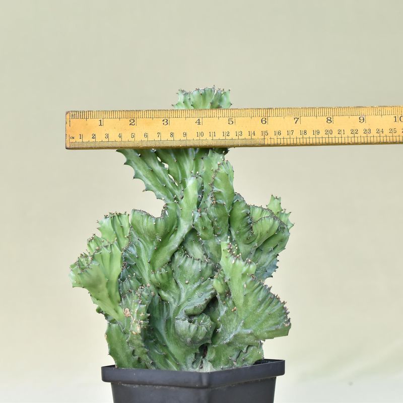 Euphorbia lactea crest
