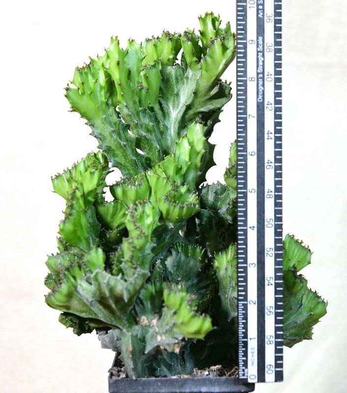 Euphorbia lactea crest with vertical ruler for size reference