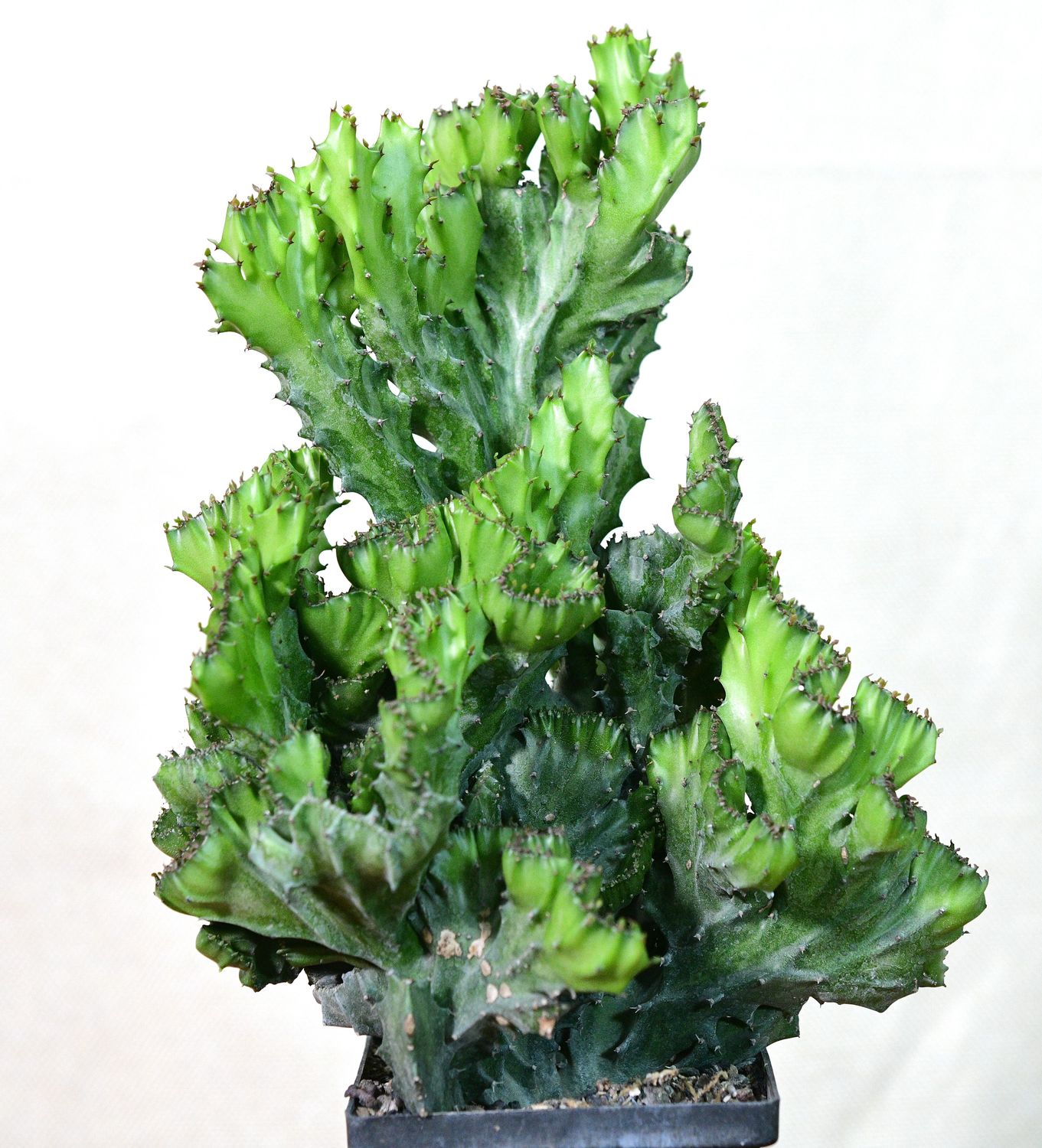 Euphorbia lactea crest front view