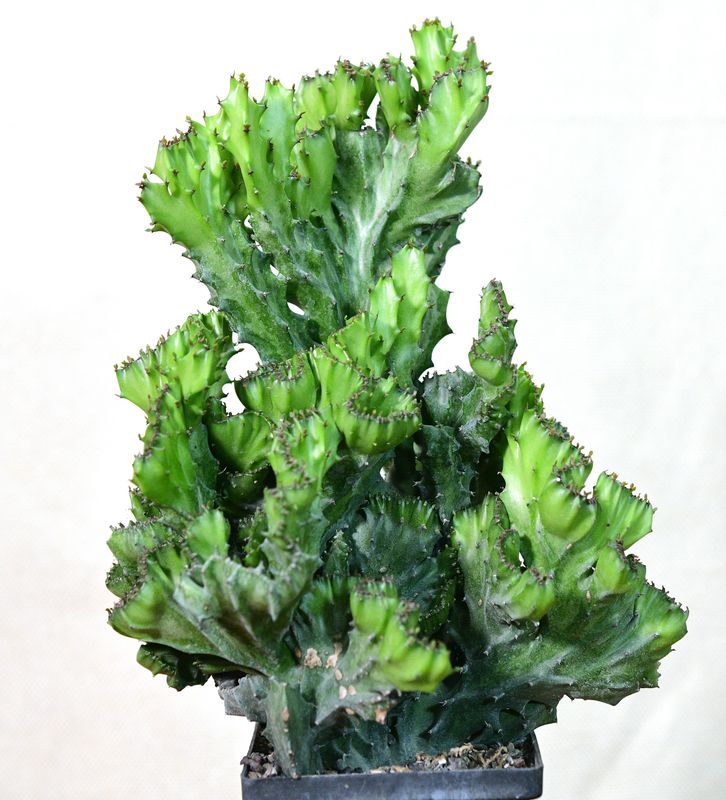 Euphorbia lactea crest Euphorbia lactea crest front view