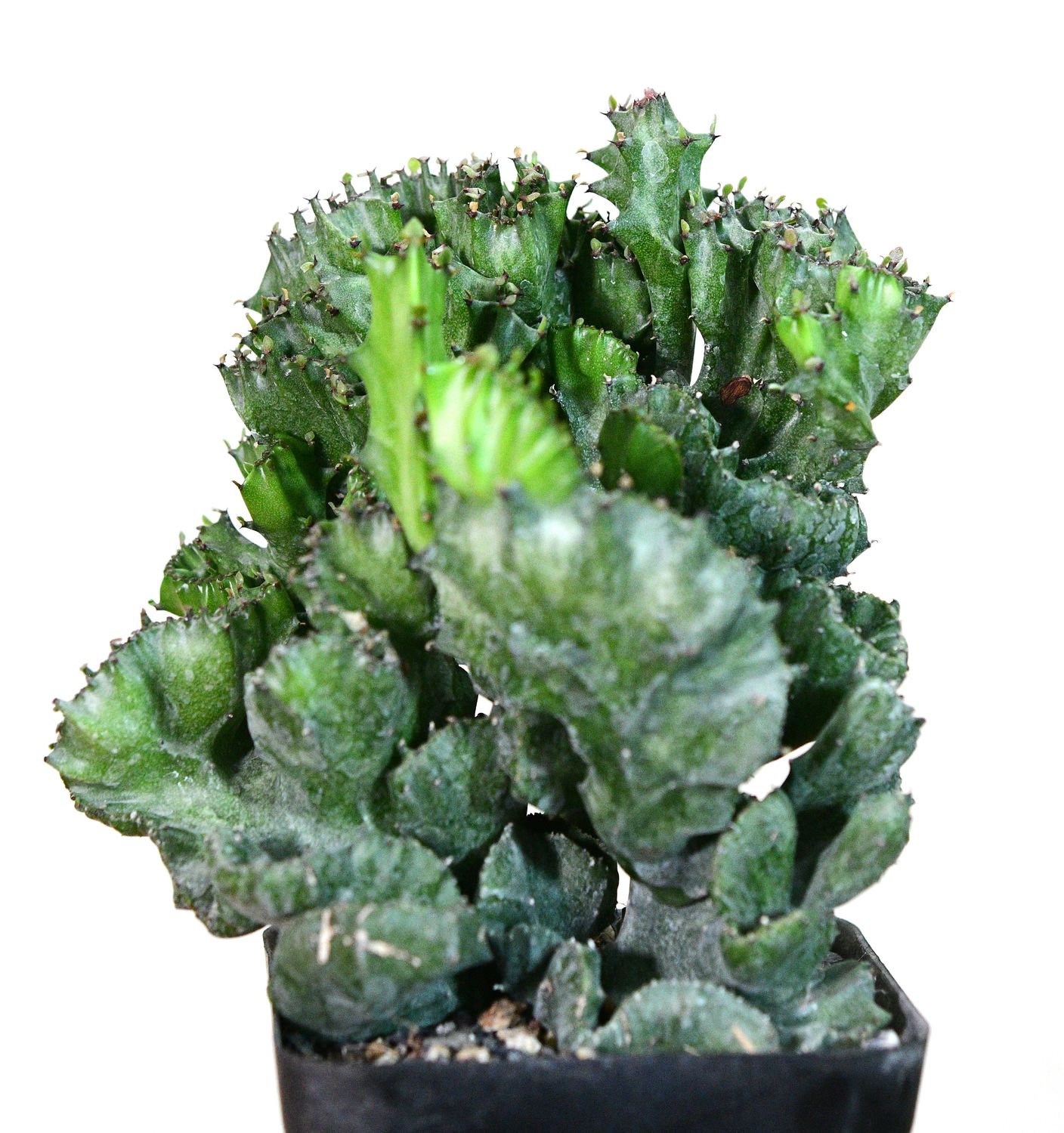Euphorbia lactea crest Euphorbia lactea crest front view