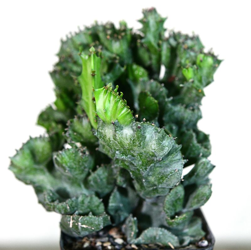 Euphorbia lactea crest close-up detail