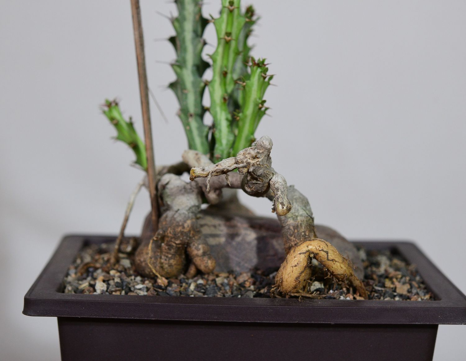 Euphorbia knuthii Euphorbia knuthii front view with caudex