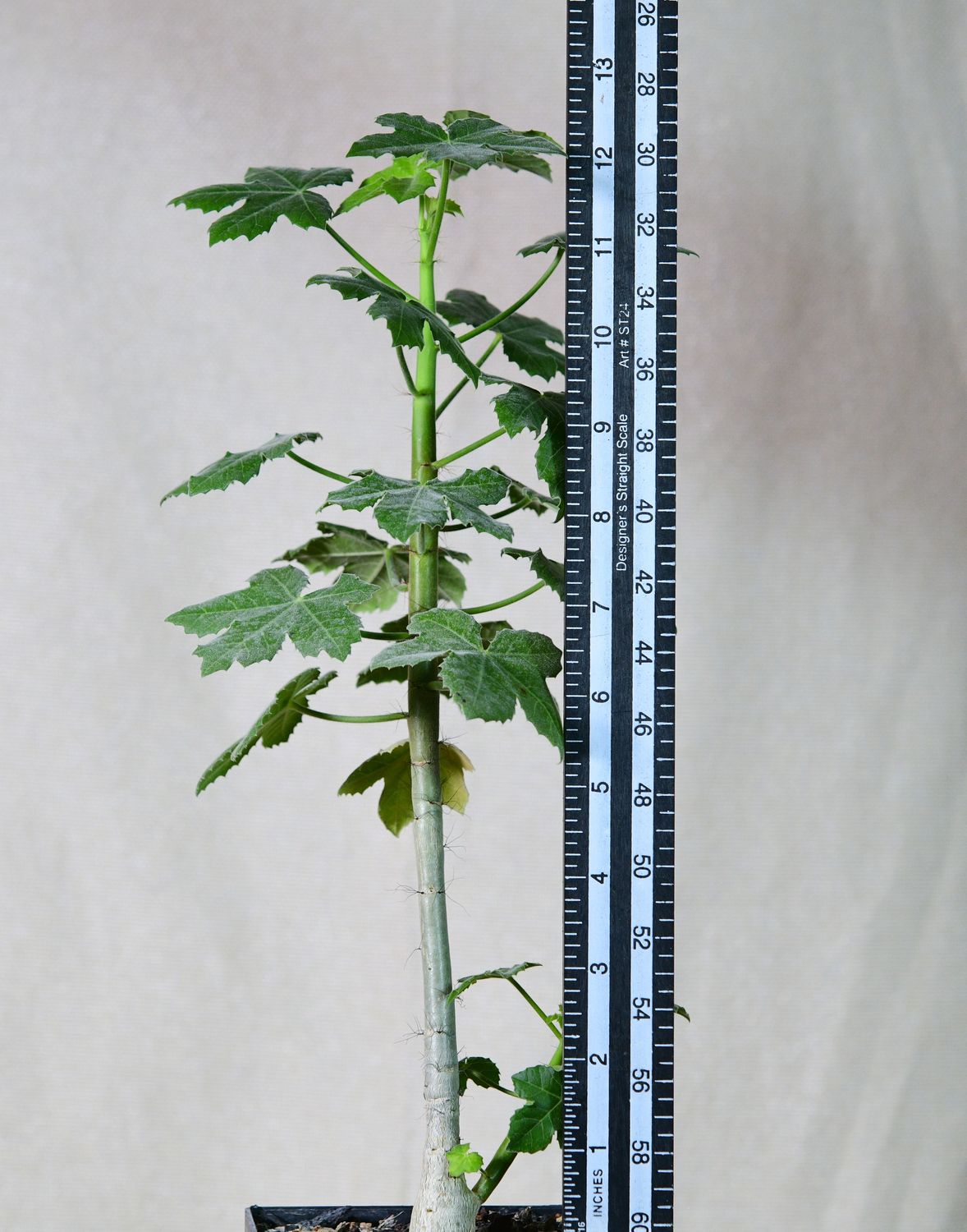 Jatropha spicata