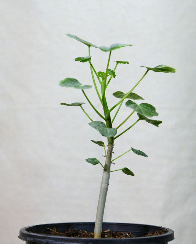Jatropha conzattii potted specimen with visible woody stem