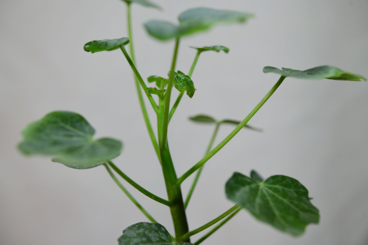 Jatropha conzattii close-up of foliage and branching structure