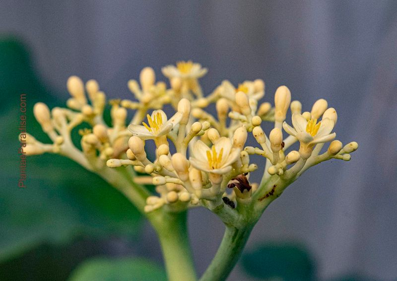 Jatropha podagrica cv. Yellow Flowers