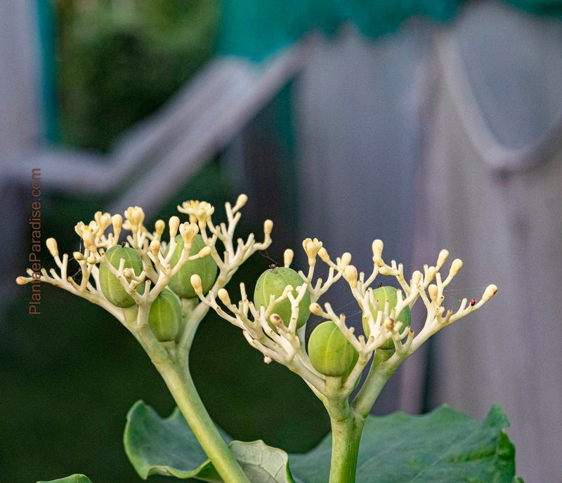 Jatropha podagrica cv. Yellow Flowers