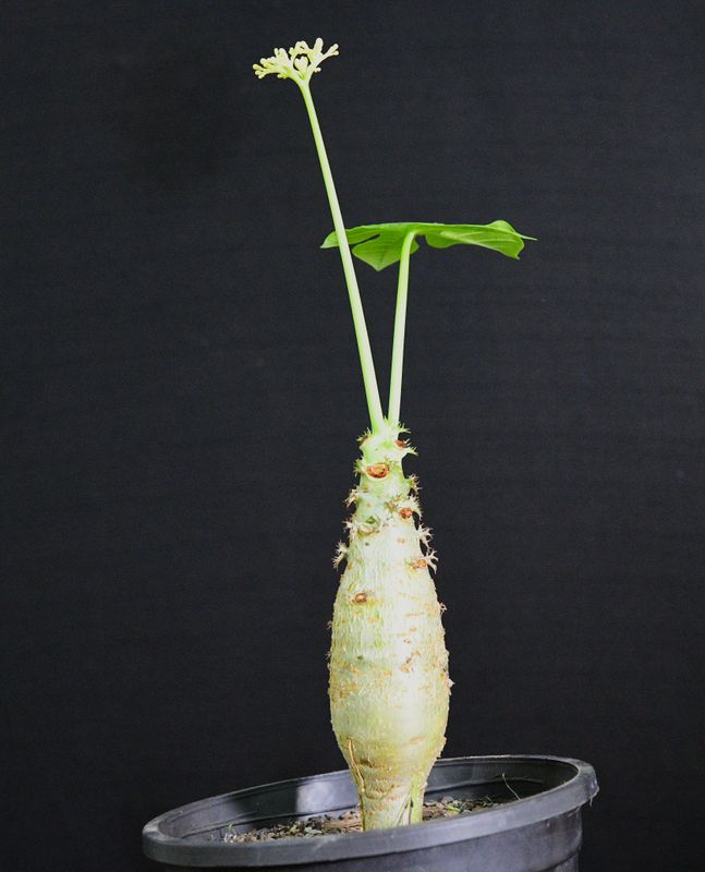 Jatropha podagrica cv. Yellow Flowers full plant in container