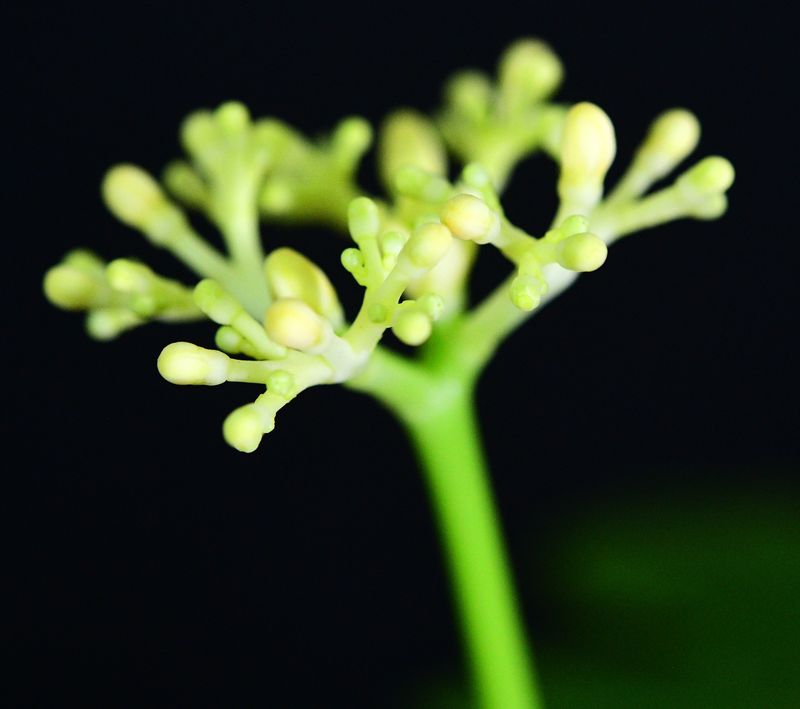 Jatropha podagrica cv. Yellow Flowers Jatropha podagrica cv. Yellow Flowers close-up of blooms