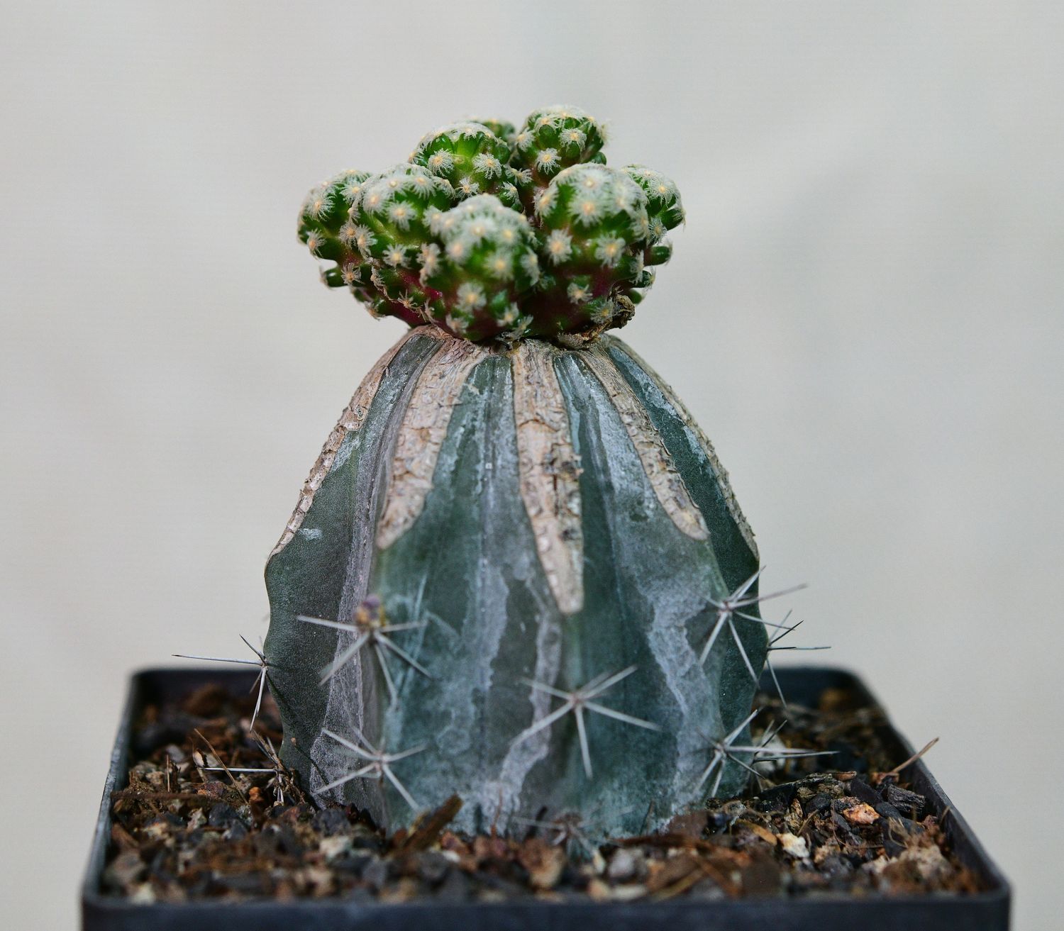 Mammillaria theresae Grafted front view