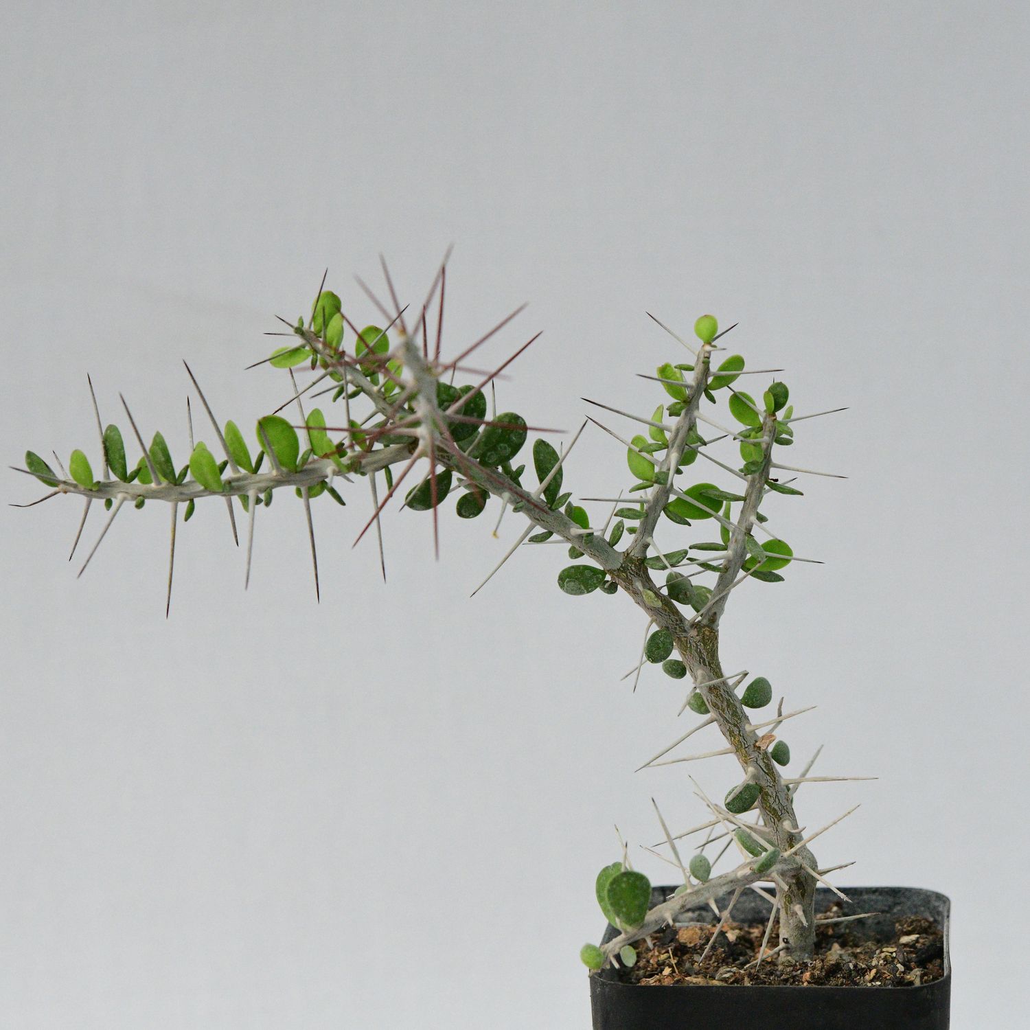 Alluaudia comosa