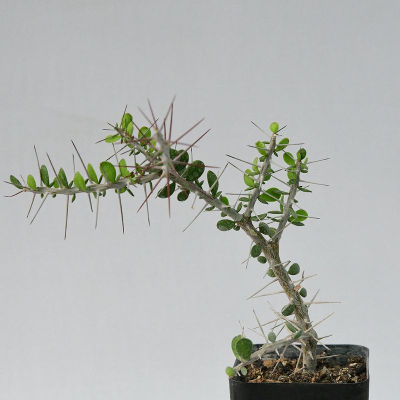 Alluaudia comosa
