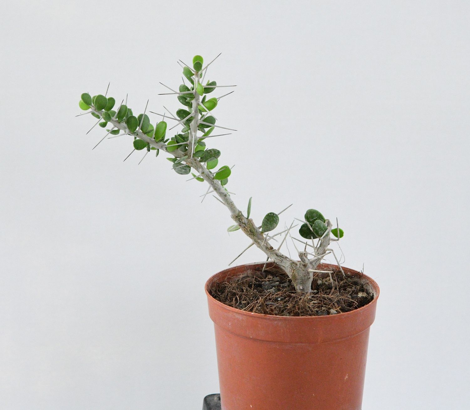 Alluaudia comosa front view