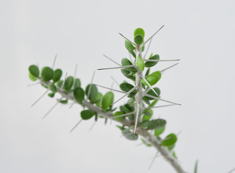 Alluaudia comosa close-up of stems