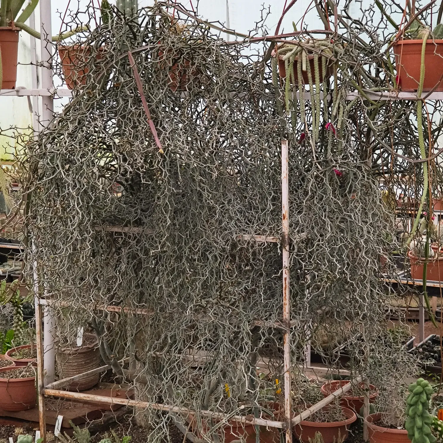 Decarya madagascariensis (Grafted)