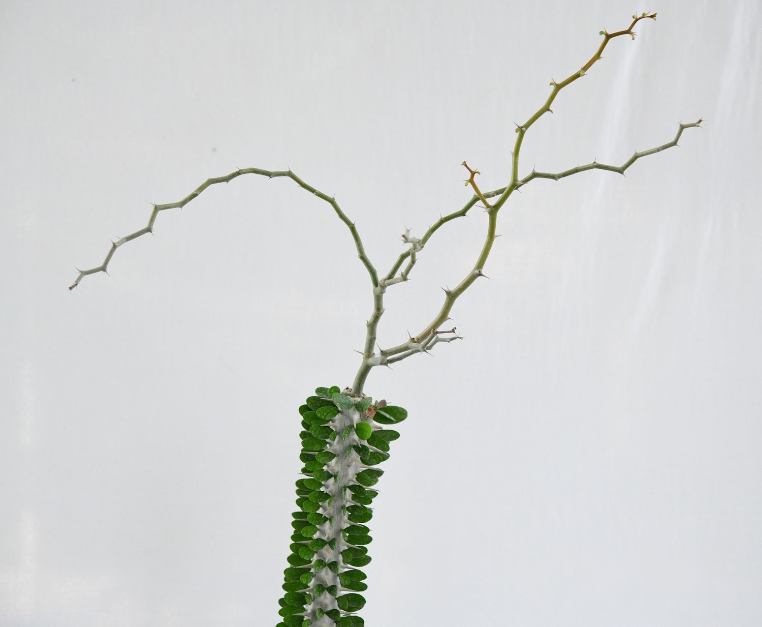 Decarya madagascariensis whole plant