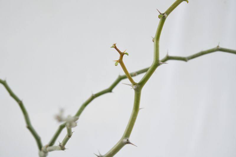 Decarya madagascariensis close-up of branches