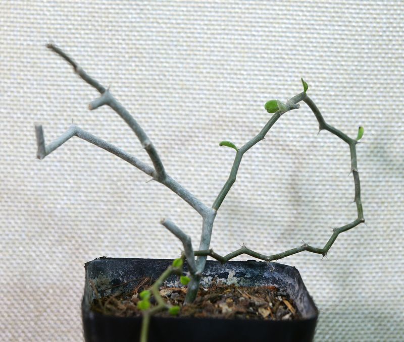 Decarya madagascariensis