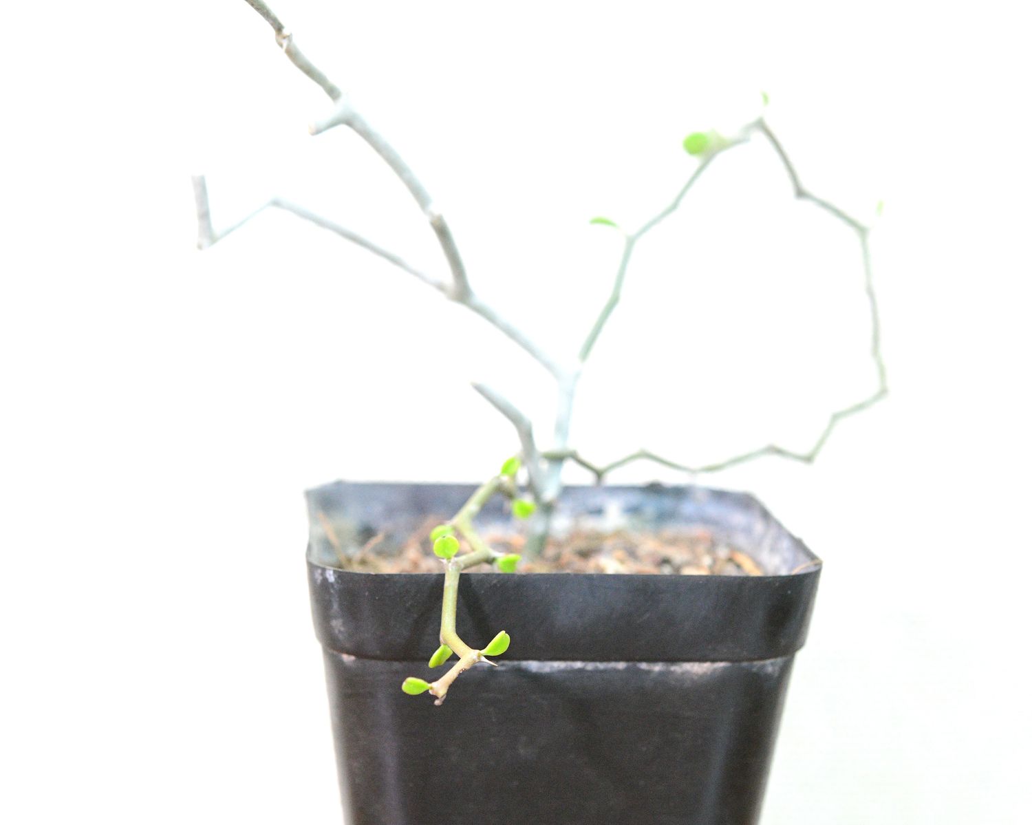 Decarya madagascariensis