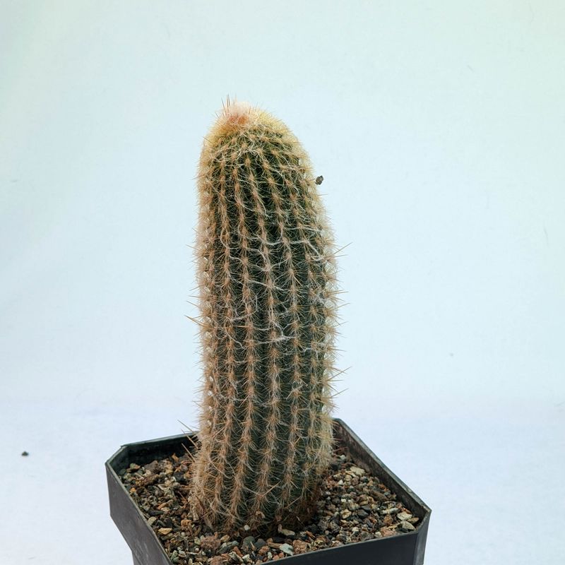 Espostoa melanostele